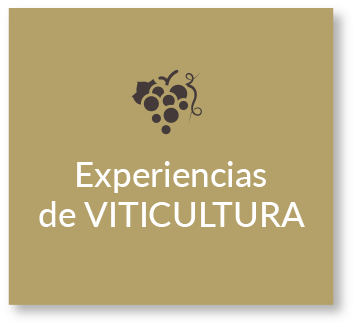 Experiencias de VITICULTURA